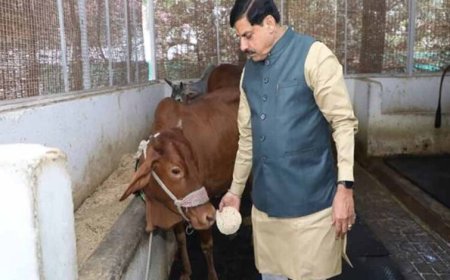 मुख्यमंत्री डॉ. यादव ने गौ सेवा कर की अपने जन्मदिन की शुरूआत