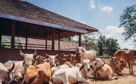 गोशालाएं बनेंगी अर्थव्यवस्था का ग्रोथ इंजन