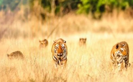 खिवनी अभयारण्य में दुर्लभ दृश्य: सड़क पर दिखा बाघ परिवार, 20 मिनट तक थमी रही टूरिस्ट की सांसें