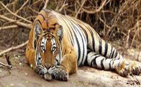 बैल की मौत का बदला बना बाघ की जान का दुश्मन: जहर देकर हत्या, रेडियो कॉलर से खुला राज