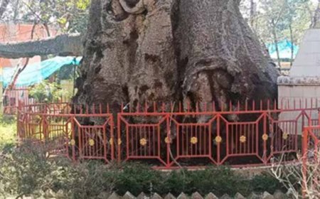 5 हजार साल पुराने पारिजात वृक्ष पर संकट: यूपी में ‘देव वृक्ष’ बीमार, इलाज में जुटे वैज्ञानिक