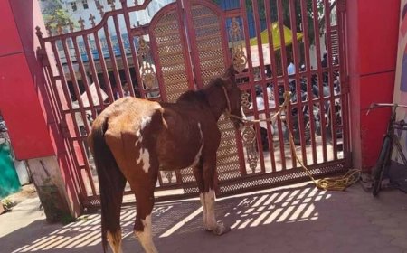 पार्क में ‘घोड़े की मौज’: तीन दिन से घास चर रहा था, नगर पालिका ने किया ‘गिरफ्तार’