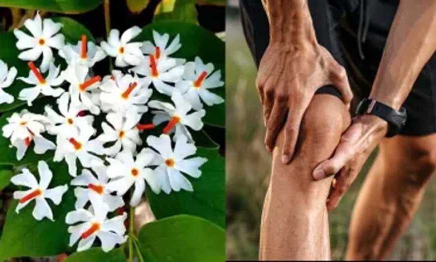 फूल भी करते हैं दवा का काम, इन रोगों में ये हैं रामबाण