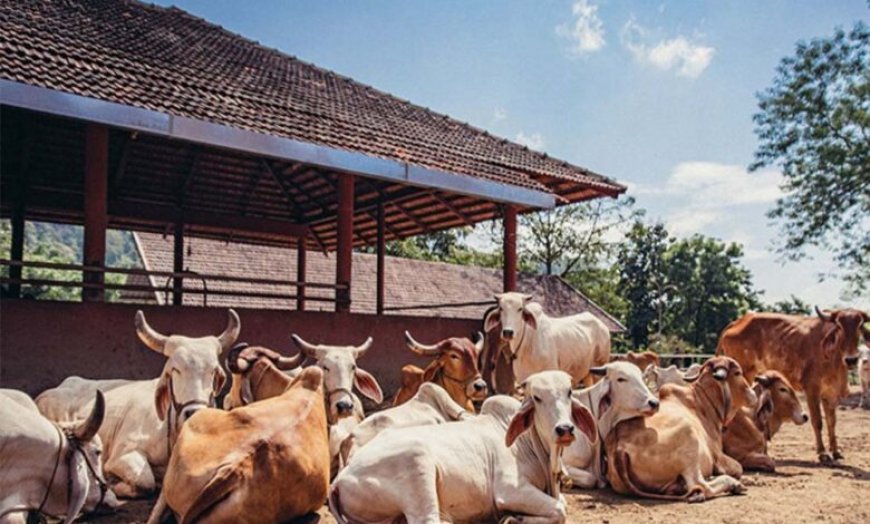 गोशालाएं बनेंगी अर्थव्यवस्था का ग्रोथ इंजन