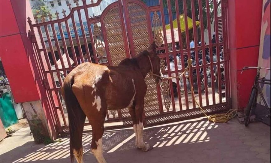 पार्क में ‘घोड़े की मौज’: तीन दिन से घास चर रहा था, नगर पालिका ने किया ‘गिरफ्तार’