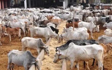 2017 से पहले यूपी में होती थी गो तस्करी, योगी सरकार ने बंद किए अवैध बूचड़खाने
