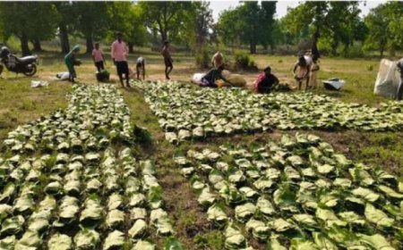 छत्तीसगढ़ में तेंदूपत्ता संग्रहण का बड़ा लक्ष्य: 16 लाख बोरा, 51 समितियां जिम्मेदार