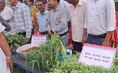 हरी खाद से बदल रही खेती की तस्वीर: कम लागत, बेहतर मुनाफा और स्वस्थ मिट्टी’