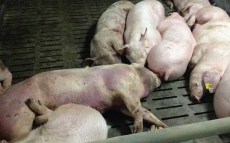 छत्तीसगढ़ में अफ्रीकन स्वाइन फीवर का कहर: 200 सूअरों की मौत, रिपोर्ट पॉजिटिव आते ही फार्म सील