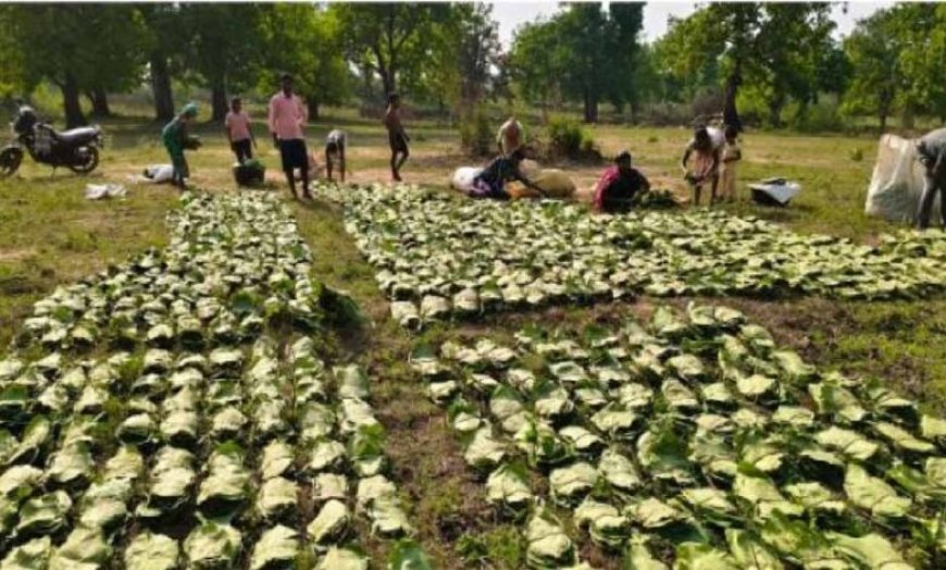 छत्तीसगढ़ में तेंदूपत्ता संग्रहण का बड़ा लक्ष्य: 16 लाख बोरा, 51 समितियां जिम्मेदार
