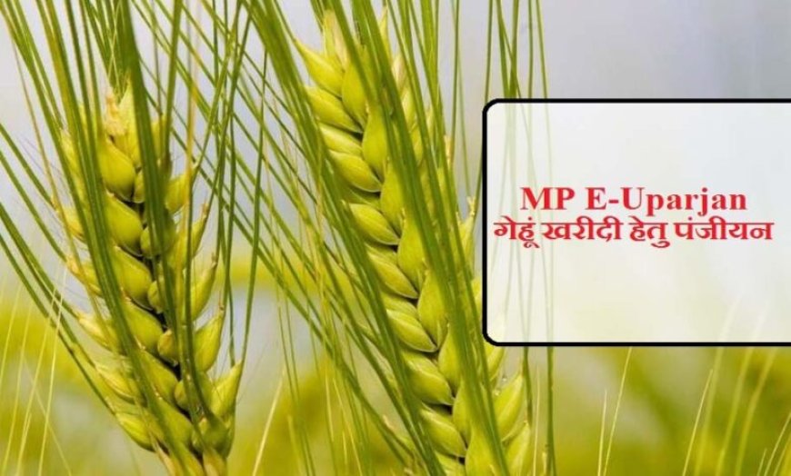 अनूपपुर जिले में गेहूँ उपार्जन 15 अप्रैल से प्रारंभ, 6 केंद्र निर्धारित