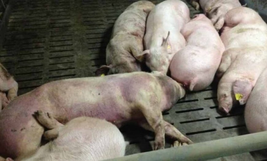 छत्तीसगढ़ में अफ्रीकन स्वाइन फीवर का कहर: 200 सूअरों की मौत, रिपोर्ट पॉजिटिव आते ही फार्म सील