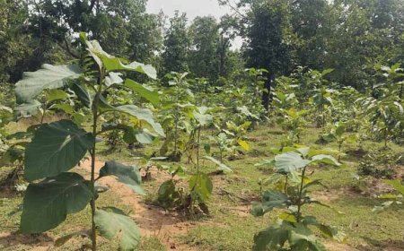 बिलासपुर में वन विकास निगम की हरित क्रांति