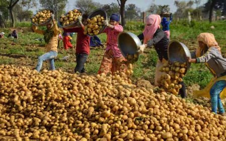उत्तर प्रदेश में आलू किसानों को राहत की तैयारी: अन्य राज्यों में भेजा जाएगा उत्पादन