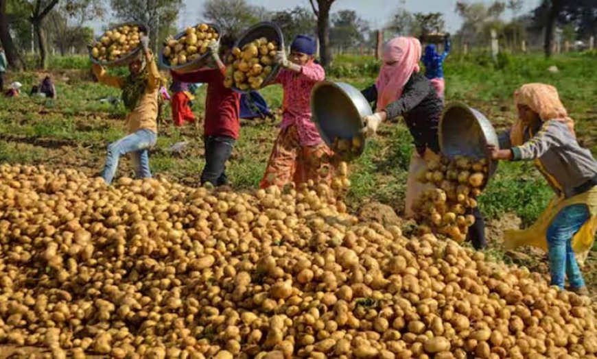 उत्तर प्रदेश में आलू किसानों को राहत की तैयारी: अन्य राज्यों में भेजा जाएगा उत्पादन