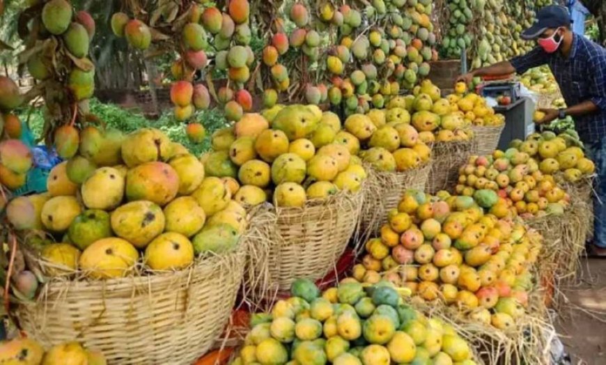 जापान में बैन के बाद सिंगापुर में भारतीय आमों की भारी डिमांड, सुपरमार्केट से मिनटों में हो रहे गायब