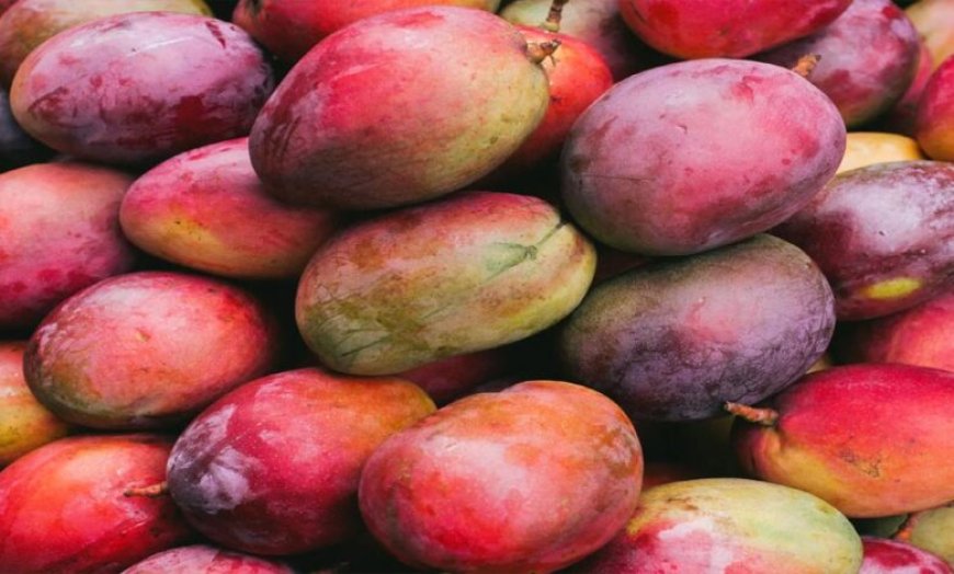 Japan Mango Ban: जापान ने भारतीय आमों पर लगाया बैन, जानिए वहां किस आम की सबसे ज्यादा डिमांड