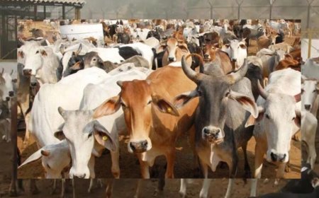 गो संरक्षण विशेष-मेगा कैंपेन चलाकर घर-घर पहुंचाया जाएगा ‘जहर मुक्त भोजन’