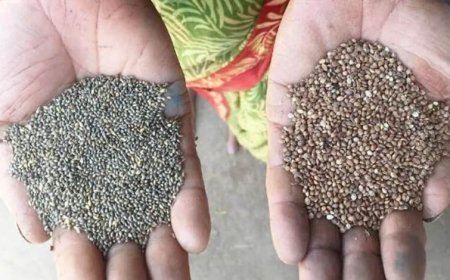 कोदो-कुटकी की खेती अपनाएं, पोषण और समृद्धि दोनों पाएं