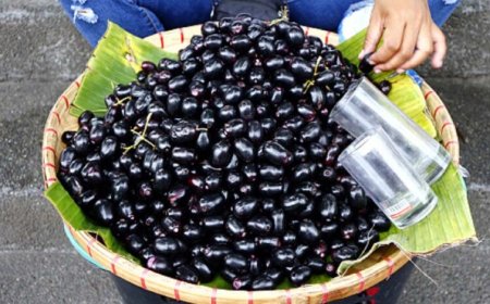 मानसून स्पेशल: कम समय के लिए मिलने वाला जामुन सेहत के लिए क्यों है फायदेमंद