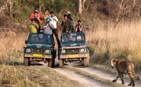 MP के टाइगर रिजर्व में रिकॉर्ड पर्यटन, 10 लाख से ज्यादा पर्यटकों ने किया बाघों का दीदार; आज से बंद होंगे पार्क