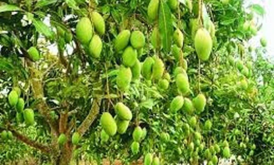 सहारनपुर में सालभर फल देने वाला ‘सदाबहार आम’ बना आकर्षण