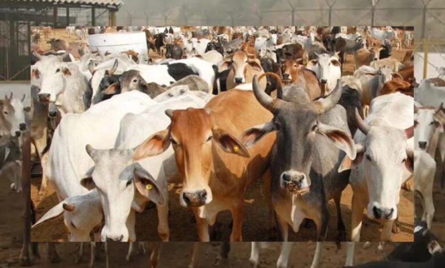 गो संरक्षण विशेष-मेगा कैंपेन चलाकर घर-घर पहुंचाया जाएगा ‘जहर मुक्त भोजन’