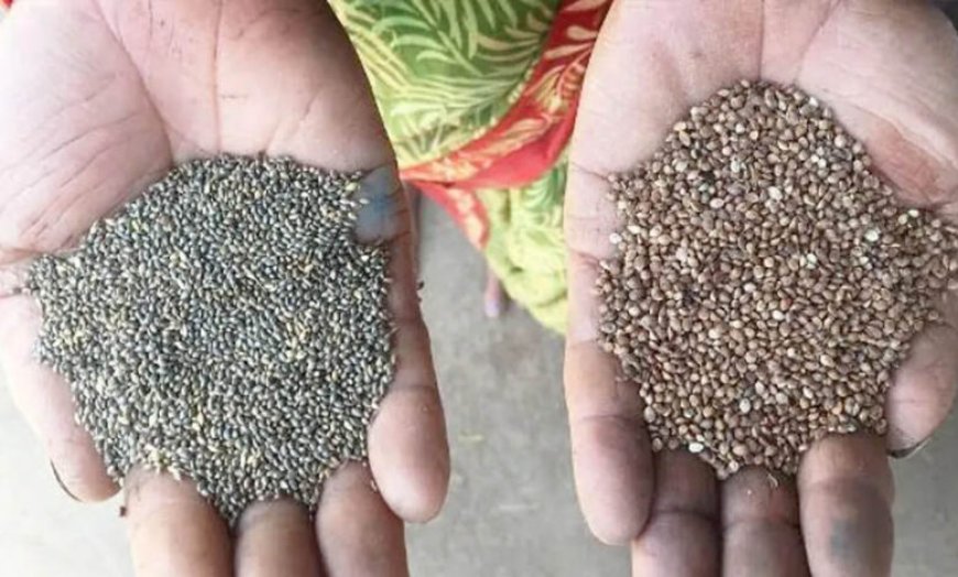 कोदो-कुटकी की खेती अपनाएं, पोषण और समृद्धि दोनों पाएं