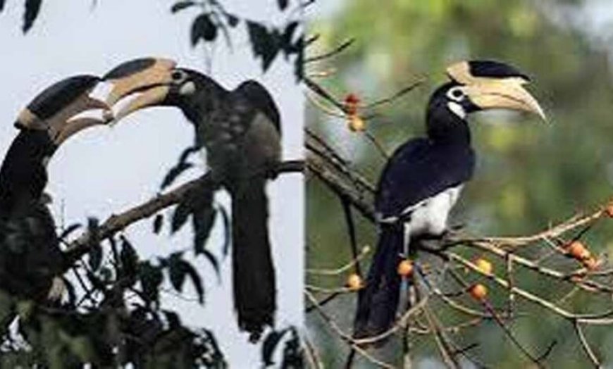 उदंती-सीतानदी टाइगर रिजर्व में शुरू होगी ‘हॉर्नबिल सफारी’, वन मंत्री करेंगे शुभारंभ