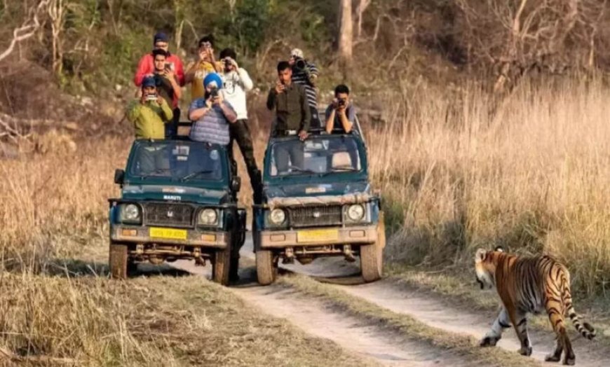MP के टाइगर रिजर्व में रिकॉर्ड पर्यटन, 10 लाख से ज्यादा पर्यटकों ने किया बाघों का दीदार; आज से बंद होंगे पार्क