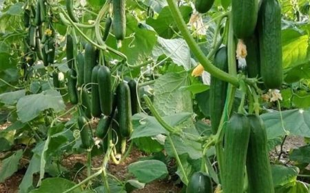 उद्यानिकी विभाग की योजना से बदली कमार कृषक की तकदीर