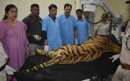 खिवनी अभयारण्य से लाए गए घायल बाघ “युवराज” का वन विहार में हो रहा उपचार