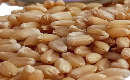 मध्य प्रदेश के शरबती गेहूं ने तोड़ा 7 साल का रिकॉर्ड, ₹6,500 प्रति क्विंटल पार; आटा हो सकता है महंगा