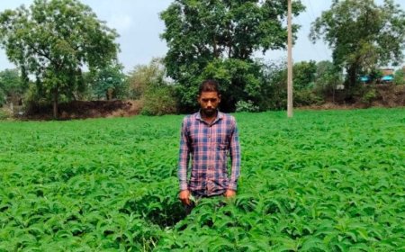 प्राकृतिक खेती को बढ़ावा देने की पहल ला रही बदलाव, हरी खाद अपनाकर आत्मनिर्भर खेती की राह पर बढ़ रहे किसान