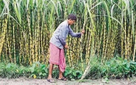 हर गन्ना किसान तक पहुंचेगा सामाजिक सुरक्षा का कवच, गन्ना समितियों से जुड़ेंगी जनकल्याणकारी योजनाएं
