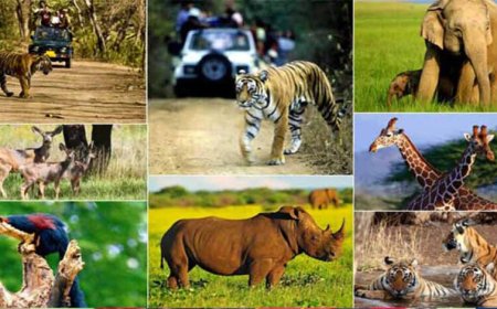 वन, वन्यजीव और पर्यावरण कानूनों के प्रभावी क्रियान्वयन के लिए न्यायिक एवं प्रशासनिक समन्वय ज़रूरी