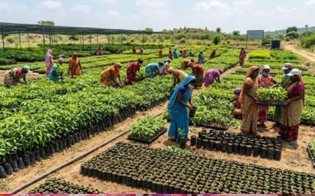 रोपने के लिए प्रदेश की 2600 से अधिक नर्सरियों में 57.62 करोड़ पौधे तैयार