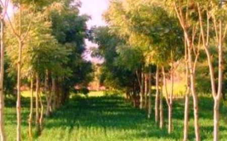 छत्तीसगढ़ में उद्योगों के लिए नया नियम, एक हेक्टेयर भूमि पर लगाने होंगे 2,500 पौधे