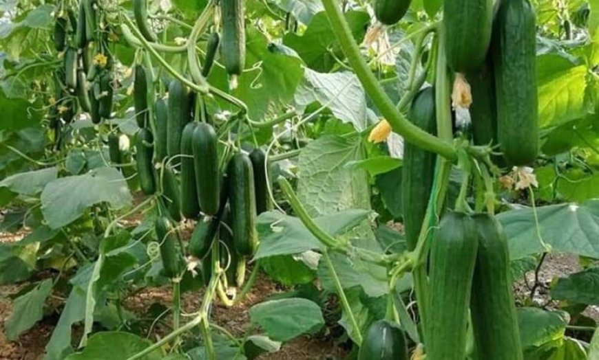 उद्यानिकी विभाग की योजना से बदली कमार कृषक की तकदीर