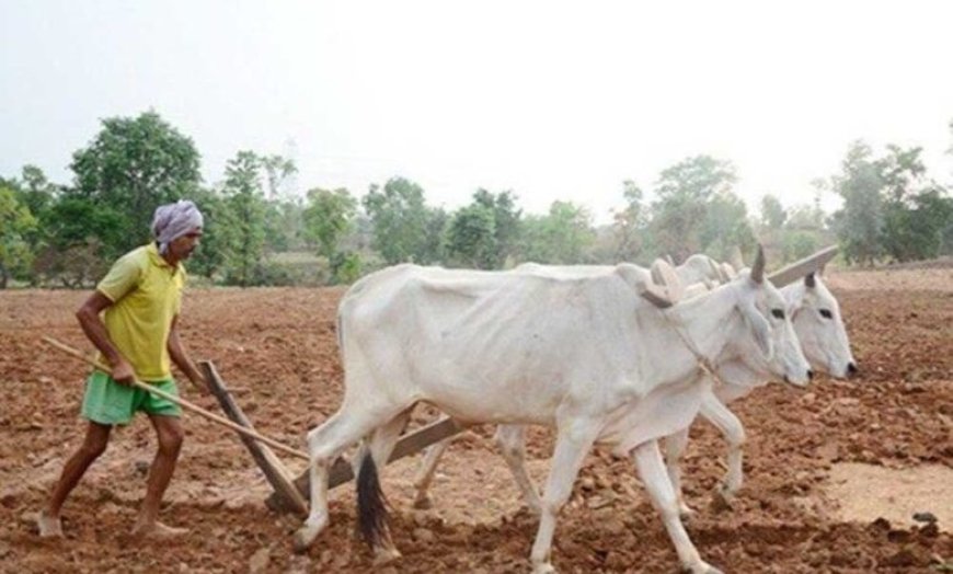 प्रदेश में मानसून के दस्तक के साथ ही खेती-किसानी में तेजी