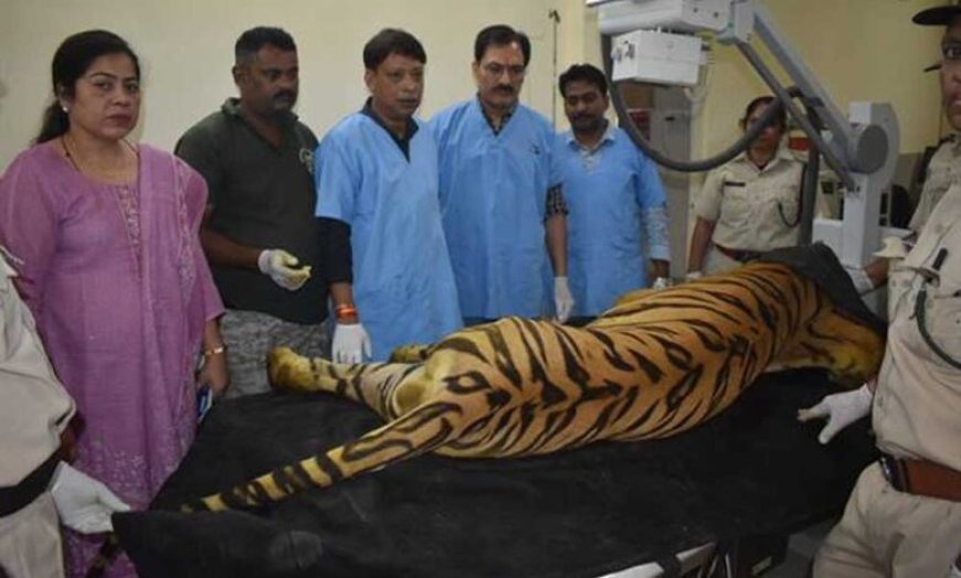 खिवनी अभयारण्य से लाए गए घायल बाघ “युवराज” का वन विहार में हो रहा उपचार