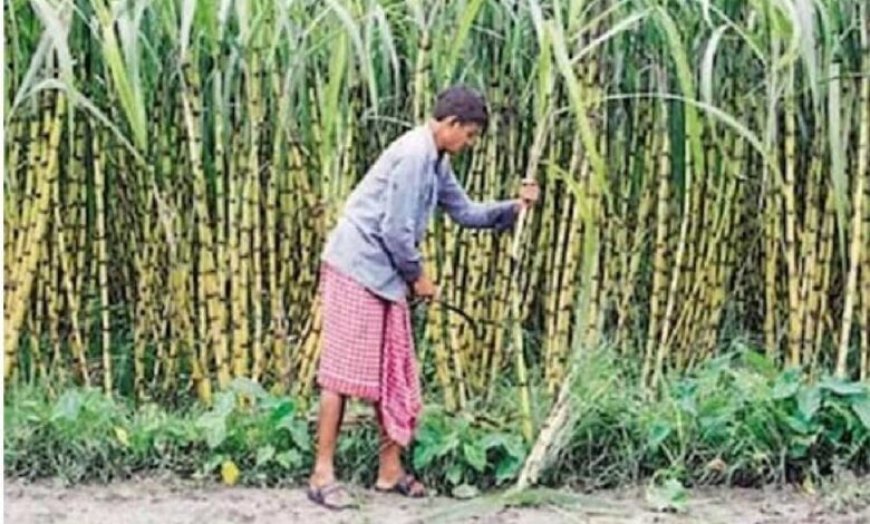 हर गन्ना किसान तक पहुंचेगा सामाजिक सुरक्षा का कवच, गन्ना समितियों से जुड़ेंगी जनकल्याणकारी योजनाएं