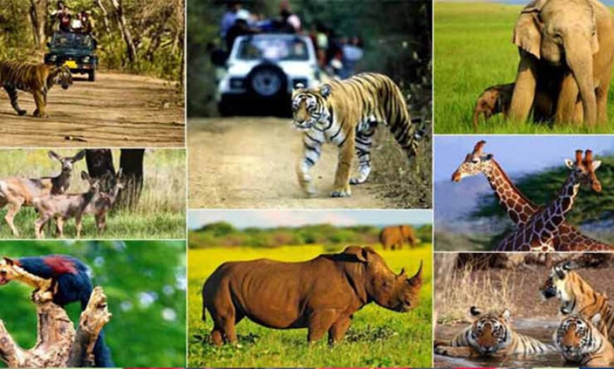 वन, वन्यजीव और पर्यावरण कानूनों के प्रभावी क्रियान्वयन के लिए न्यायिक एवं प्रशासनिक समन्वय ज़रूरी