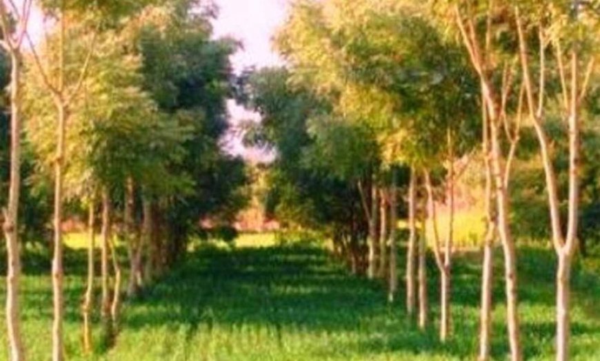 छत्तीसगढ़ में उद्योगों के लिए नया नियम, एक हेक्टेयर भूमि पर लगाने होंगे 2,500 पौधे