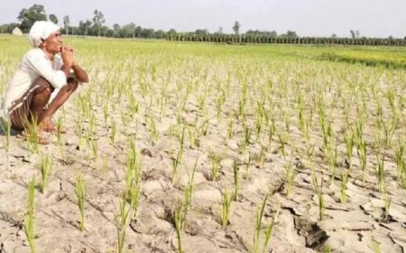 CG में बारिश थमते ही बढ़ी किसानों की चिंता, धान के खेतों में पड़ने लगीं दरारें