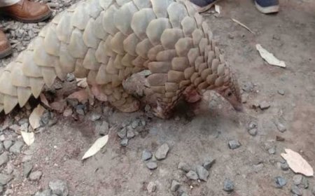 दुर्लभ पैंगोलिन तस्करी मामले में आरोपी की जमानत याचिका खारिज
