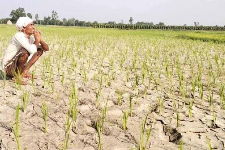 CG में बारिश थमते ही बढ़ी किसानों की चिंता, धान के खेतों में पड़ने लगीं दरारें